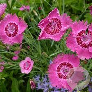 Dianthus fragansa GM P9