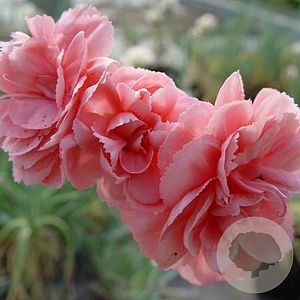 Dianthus allw. 'Helen' GM P9
