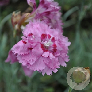 Dianthus (PL) 'Maggie' GM P9