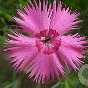 Dianthus plumarius GM P9