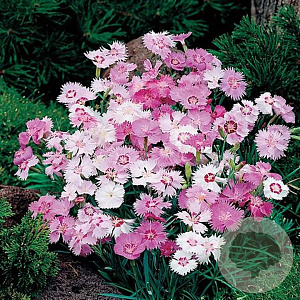 Dianthus plumarius 'Candy Floss' GM P9
