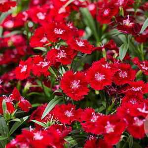 Dianthus 'Roodkapje' GM P9