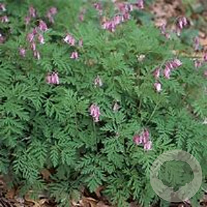 Dicentra eximia GM P9