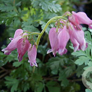 Dicentra formosa GM P9