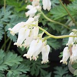 Dicentra formosa 'Aurora' GM P9