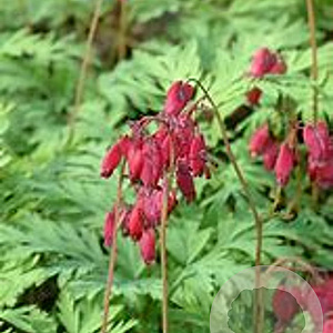 Dicentra formosa 'Bacchanal' GM P9