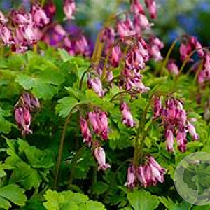 Dicentra formosa 'Bountiful' GM P9