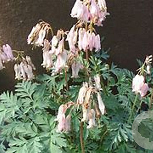 Dicentra formosa 'Langtrees' GM P9