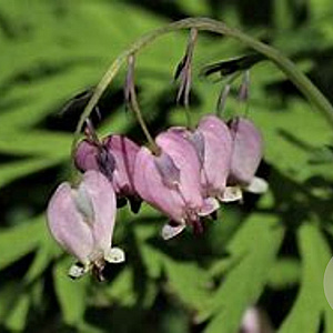 Dicentra formosa 'Margery Fish' GM P9