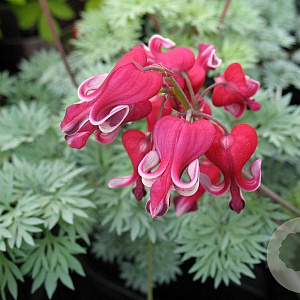 Dicentra 'King of Hearts' GM P9