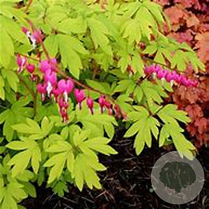 Dicentra spectabilis 'Gold Heart' GM P9
