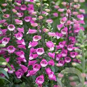 Digitalis 'Lucas' GM P9