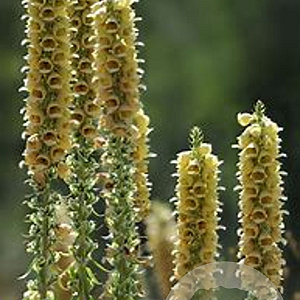 Digitalis ferruginea GM P9