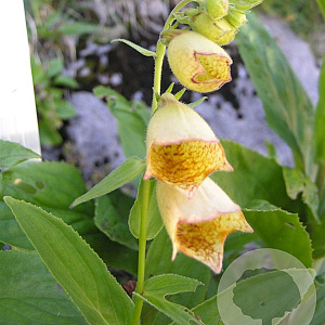 Digitalis grandiflora GM P9