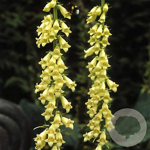 Digitalis lutea GM P9