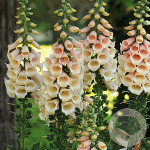 Digitalis purpurea 'Apricot' GM P9
