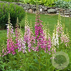 Digitalis purpurea 'Excelsior Hybrids' GM P9