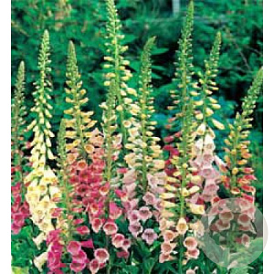 Digitalis purpurea 'Excelsior' GM P9