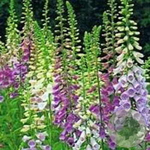 Digitalis purpurea 'Foxy Hybrids' GM P9