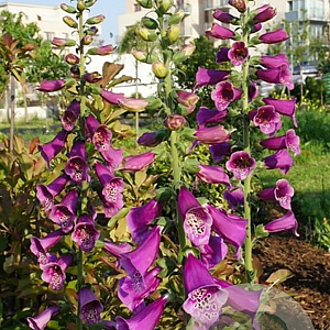 Digitalis purpurea 'Rosea' GM P9