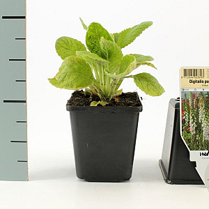 Digitalis purp. 'Alba' GM P9