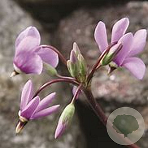 Dodecatheon meadia GM P9