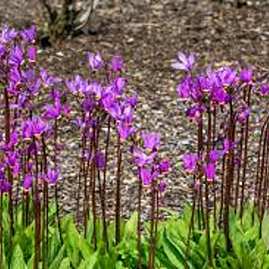 Dodecatheon meadia 'Donker Rood' GM P9