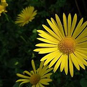 Doronicum pardalianches GM P9