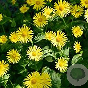 Doronicum plant. 'Excelsum' GM P9
