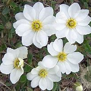 Dryas octopetala GM P9