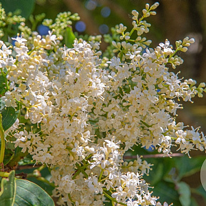 Syringa p. 'Gimborn's China Pearl' 10-12 HO draadkluit