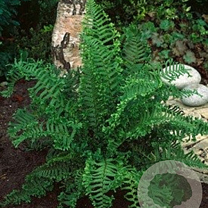Dryopteris cristata GM P9