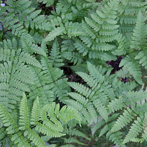 Dryopteris dilatata GM P9