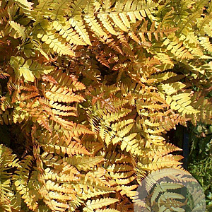 Dryopteris erythrosora GM P9