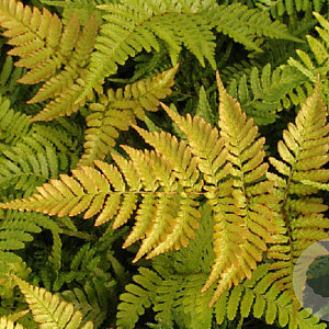 Dryopteris erythrosora prolifica GM P9