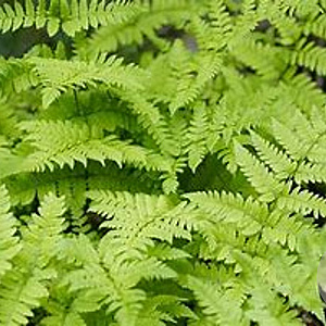 Dryopteris filix-mas 'Cristata' GM P9