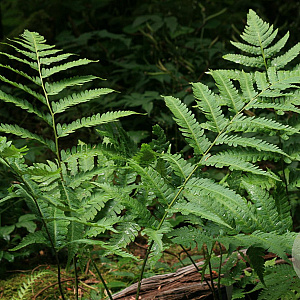 Dryopteris goldiana GM P9