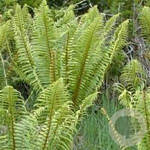 Dryopteris wallichiana GM P9