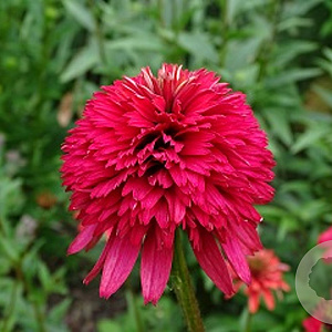 Echinacea 'Summer Cherry' GM P9