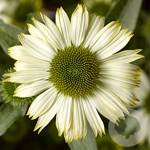 Echinacea 'White Prairie' GM P9