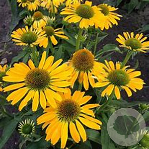 Echinacea 'Golden Skipper' GM P9