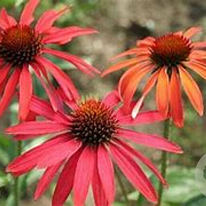 Echinacea 'Hot Summer' GM P9