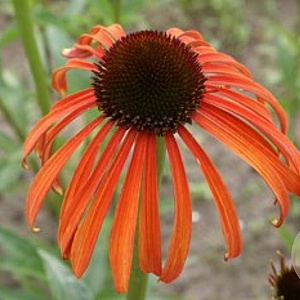 Echinacea 'Indian Summer' GM P9