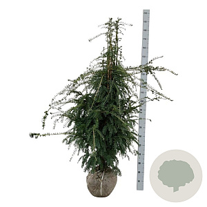 Taxus b. 'Dovastoniana' 140-160 cm met kluit extra