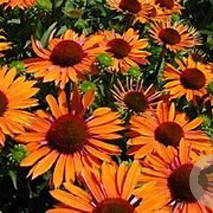 Echinacea Orange Passion GM P9