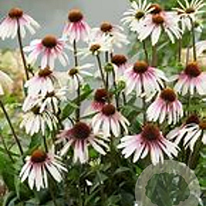 Echinacea p. 'Pretty Parasols' GM P9