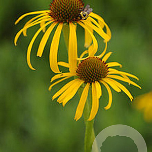 Echinacea paradoxa GM P9