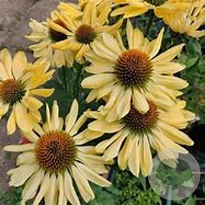Echinacea purp Yellow Queen GM P9