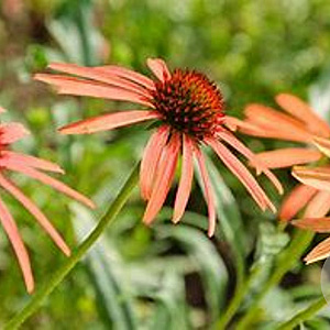Echinacea purpurea 'Art's Pride' GM P9