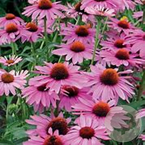 Echinacea purpurea 'Prima Donna Deep Rose' GM P9